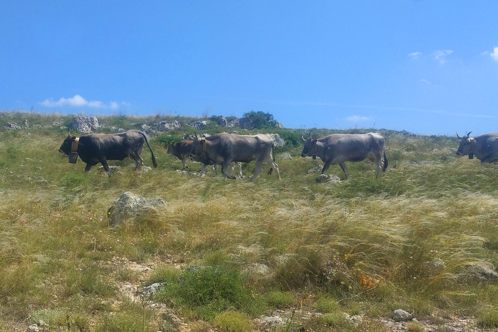 mucche podoliche, parco nella Murgia Materana